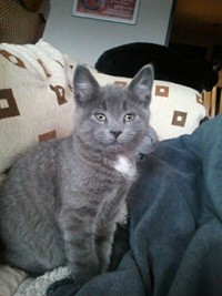 Teddie 1